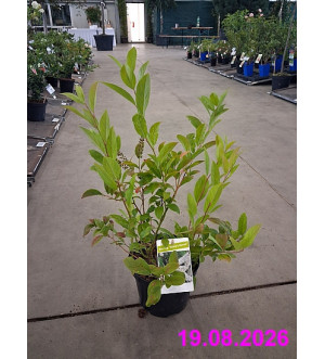 Itea virg. 'Henry's Garnet' C 2,5 L